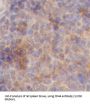 CD44 Antigen (CD44) Antibody