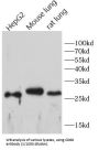 Macrosialin (CD68) Antibody