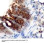 Macrosialin (CD68) Antibody