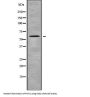 PCTAIRE-Motif Protein Kinase 2 (PCTK2) Antibody