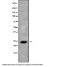 CLDN22 / 24 Antibody
