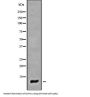 Cytochrome C Oxidase Subunit 7A1 (COX7A1) Antibody