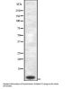 Cytochrome C Oxidase 7C (COX7C) Antibody
