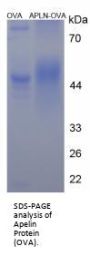 Human Apelin Peptide (OVA)