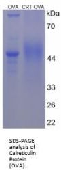 Human Calreticulin (CALR) Peptide (OVA)