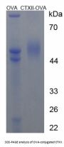 Human Cross Linked C-Telopeptide of Type II Collagen (CTXII) Peptide (OVA)