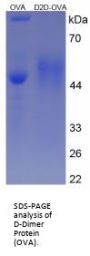 Human D-Dimer Peptide (OVA)