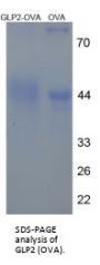 Human Glucagon Like Peptide 2 (GLP2) Peptide (OVA)