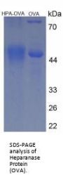 Human Heparanase Peptide (OVA)