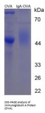 Mouse Immunoglobulin A (IgA) Peptide (OVA)