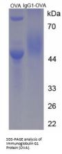 Mouse Immunoglobulin G1 (IgG1) Peptide (OVA)