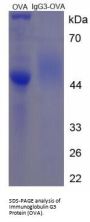Mouse Immunoglobulin G3 Peptide (OVA)