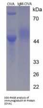 Mouse Immunoglobulin M Peptide (OVA)