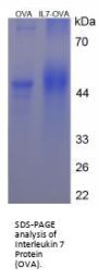 Rabbit Interleukin 7 (IL7) Peptide (OVA)