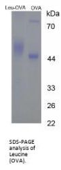 Leucine (OVA)