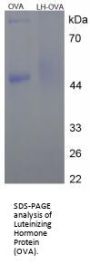 Human Luteinizing Hormone (LH) Peptide (OVA)