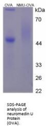 Human neuromedin U Peptide (OVA)