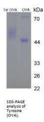 Tyrosine (OVA)
