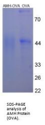 Human AMH Peptide (OVA)