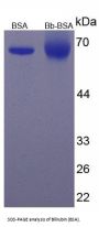 Bilirubin (BSA)