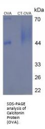 Human Calcitonin (CALCA) Peptide (OVA)