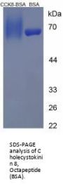 Human Cholecystokinin 8, Octapeptide (CCK8) Peptide (BSA)