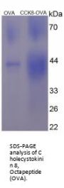 Human Cholecystokinin 8, Octapeptide (CCK8) Peptide (OVA)