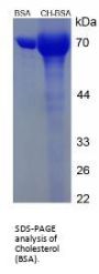 Cholesterol (BSA)