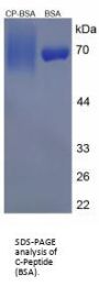 Pig C-Peptide (CP) Peptide (BSA)