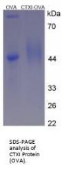 Human Cross Linked C-Telopeptide Of Type I Collagen (CTXI) Peptide (OVA)