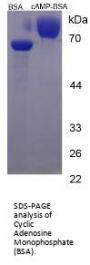 Cyclic Adenosine Monophosphate (cAMP) (BSA)
