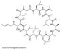 Cyclosporin A (CsA) Peptide (BSA)