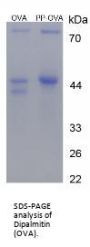 Dipalmitin (OVA)