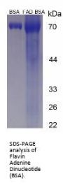 Flavin Adenine Dinucleotide (BSA)