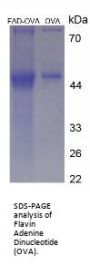 Flavin Adenine Dinucleotide (OVA)