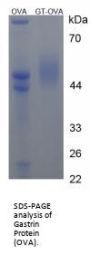 Human Gastrin (GAST) Peptide (OVA)