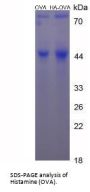 Histamine (OVA)