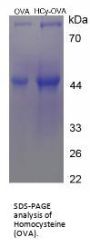 Homocysteine (OVA)