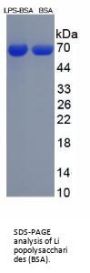 Lipopolysaccharides (LPS) (BSA)