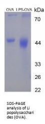 Lipopolysaccharides (LPS) (OVA)