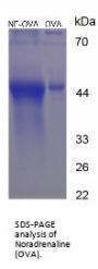 Noradrenaline/Norepinephrine (OVA)