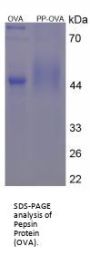 Human Pepsin Peptide (OVA)