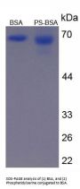 Phosphatidylserine (BSA)