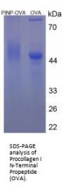 Mouse Procollagen Type I N-Terminal Propeptide (PINP) Peptide (OVA)