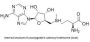 S-Adenosyl Methionine (BSA)