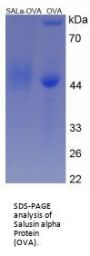 Human Salusin alpha Peptide (OVA)
