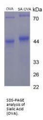 Sialic Acid (OVA)