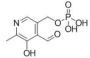 Pyridoxal (OVA)