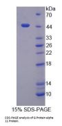 Human G Protein Alpha 11 (GNa11) Protein
