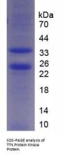 Mouse TTK Protein Kinase (TTK) Protein